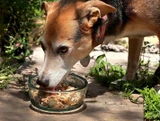 A Paw-sitively Stylish Feeding Station: The Toby Recycled Glass Dog Bowl
