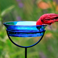 See how to help birds during the spring migration.