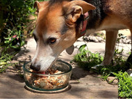 A Paw-sitively Stylish Feeding Station: The Toby Recycled Glass Dog Bowl