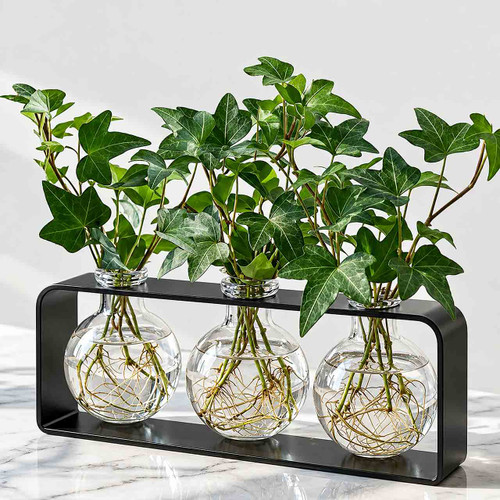 Athena Trio Vase Clear with Rooting Ivy