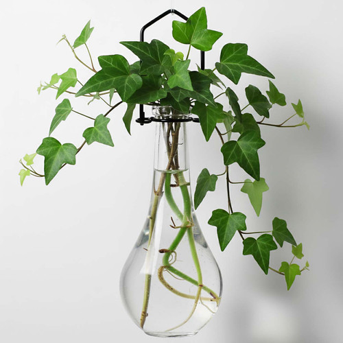 Hanging Propagation Vase, Drop Bottle with Rooting English Ivy