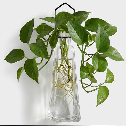 Hanging Propagation Vase, Pyramid with Rooting Pothos