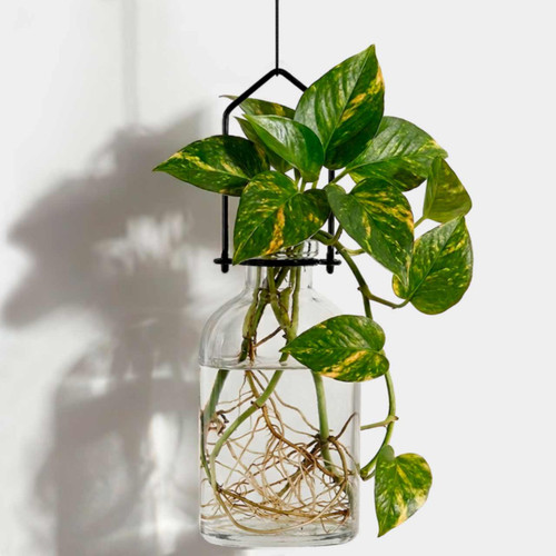 Hanging Propagation Vase, Roma Clear