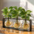 Athena Trio Vase, 3.75" Clear with Rooting Pothos