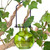 Hanging Small Ball Recycled Glass Rooting Vase with Tree
