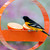 Mosaic Birds Bistro Bird Feeder Orange with Bird and Fruit