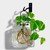 Small Metal Wall Hook with Clear Matic Bottle and Pothos