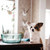 Toby Recycled Glass Bowls with Chihuahua on Table