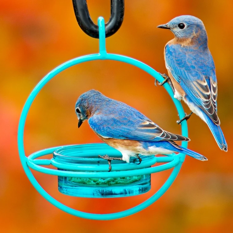 Blue Hummble Bold feeder placed in a garden setting with birds