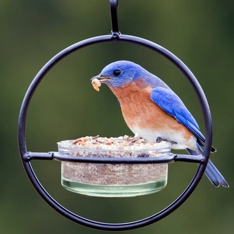Bluebird perched at a Hummble Basic feeder scanning for mealworms
