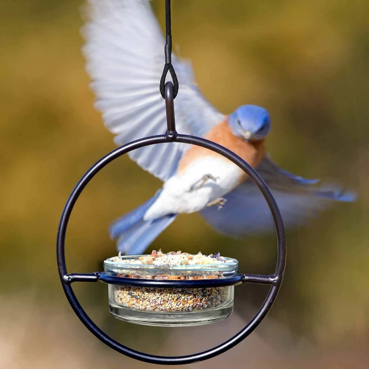 Bluebird visiting a Mosaic Birds Hummble Basic mealworm feeder