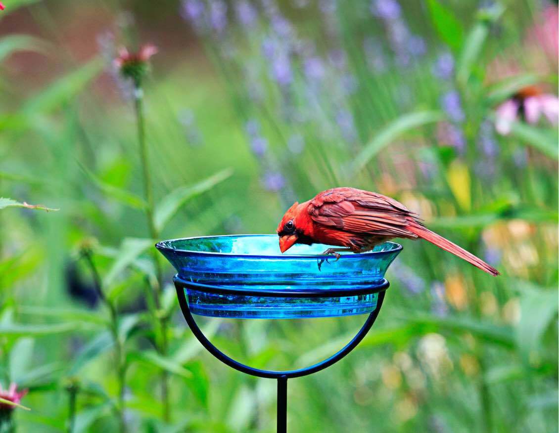 Couronne Co Cuban Stake Bird Feeder Blue