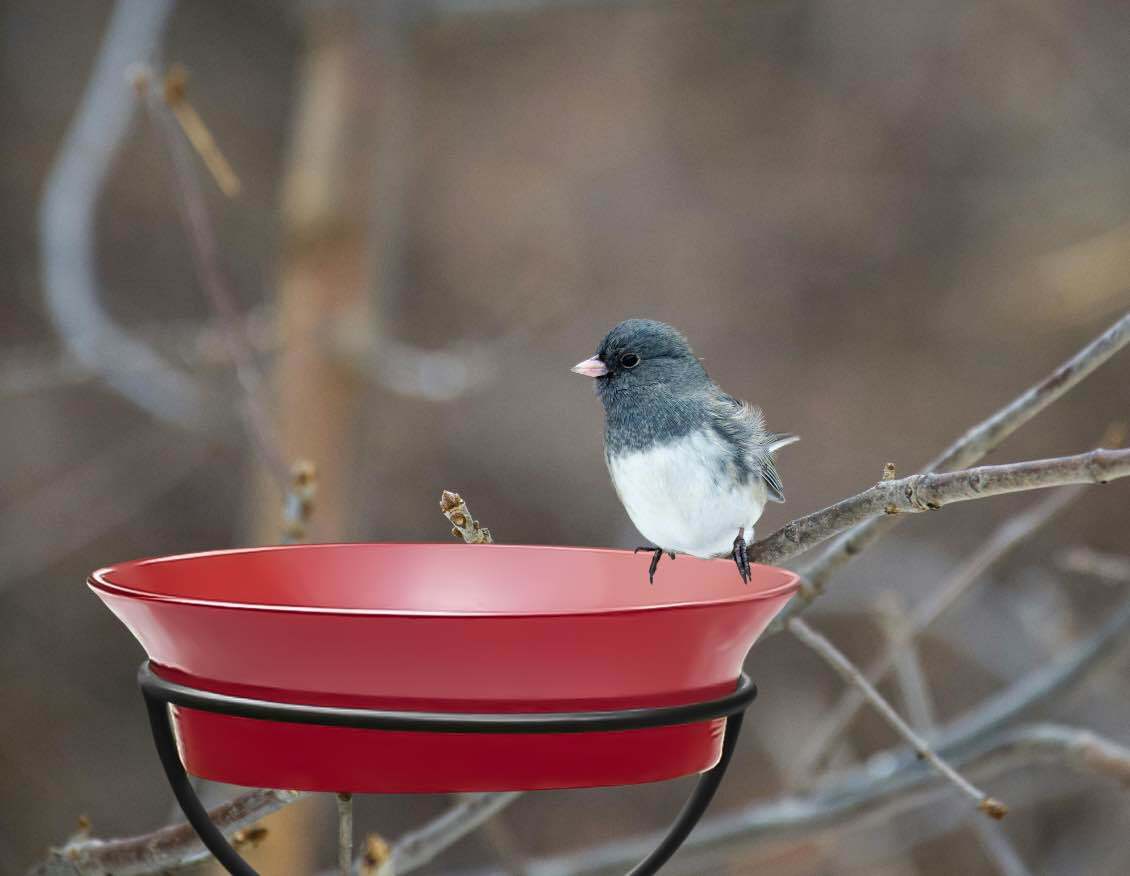 Couronne Co Cuban Stake Bird Feeder Red