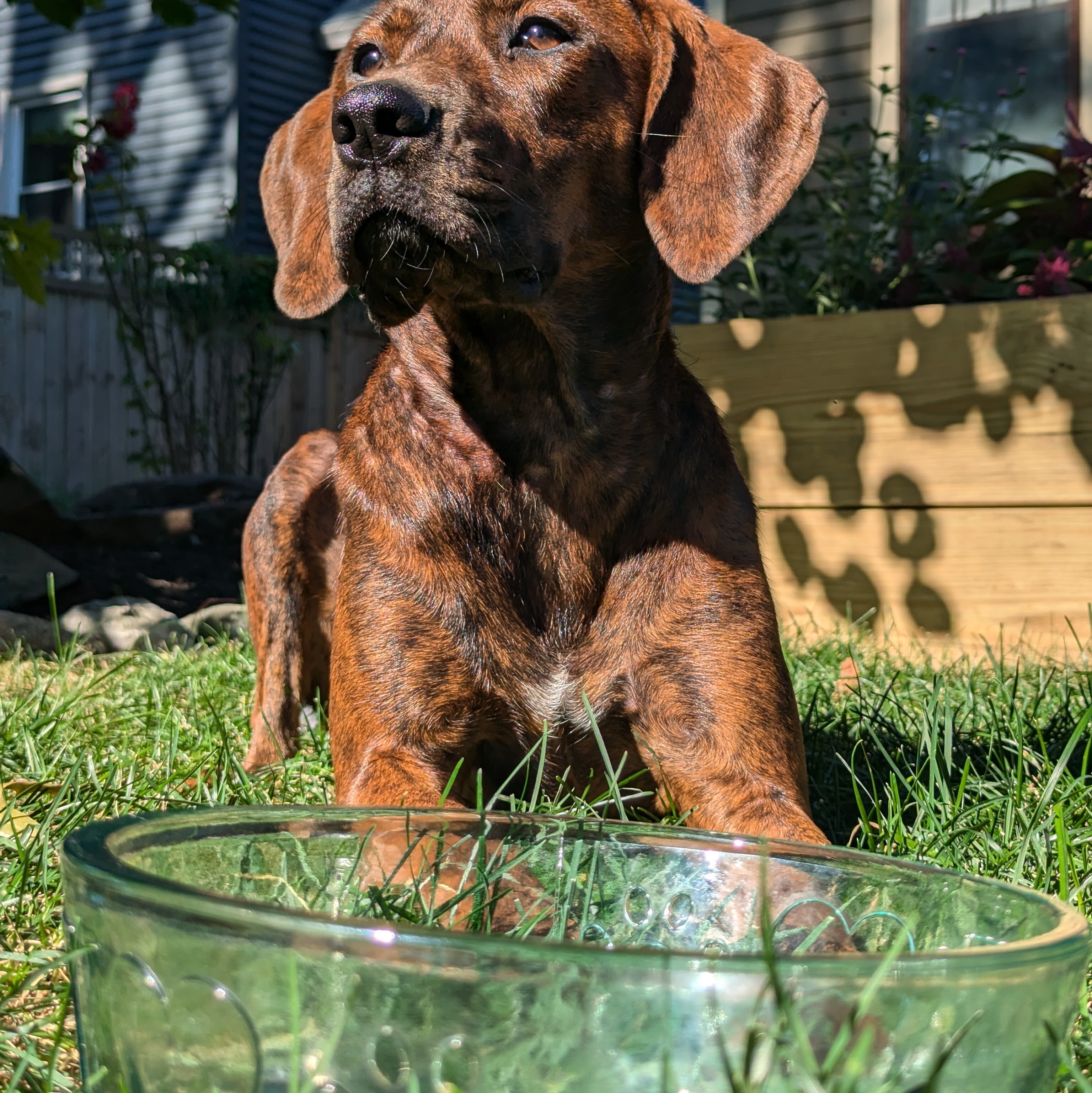 Toby Recycled Glass Dog Bowl with Brindle Dog Outside in Suburb Sunlight