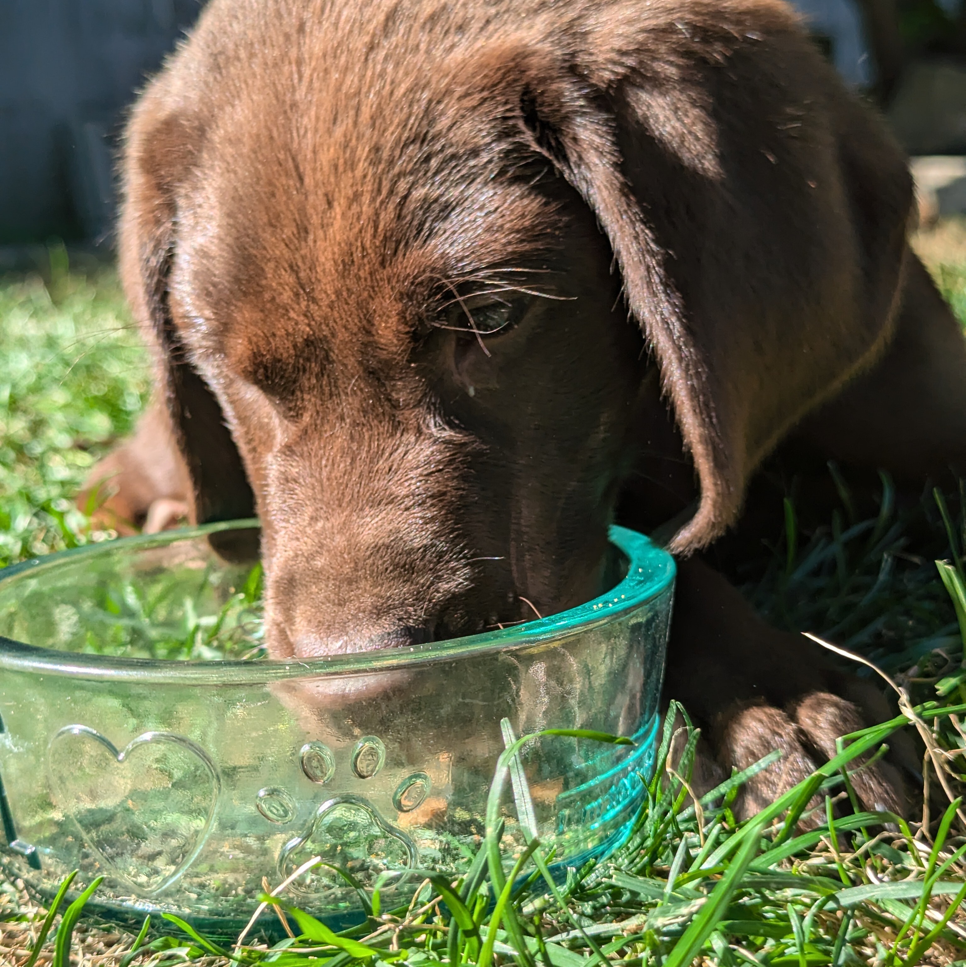 Recycled Glass Dog Bowl 5.5