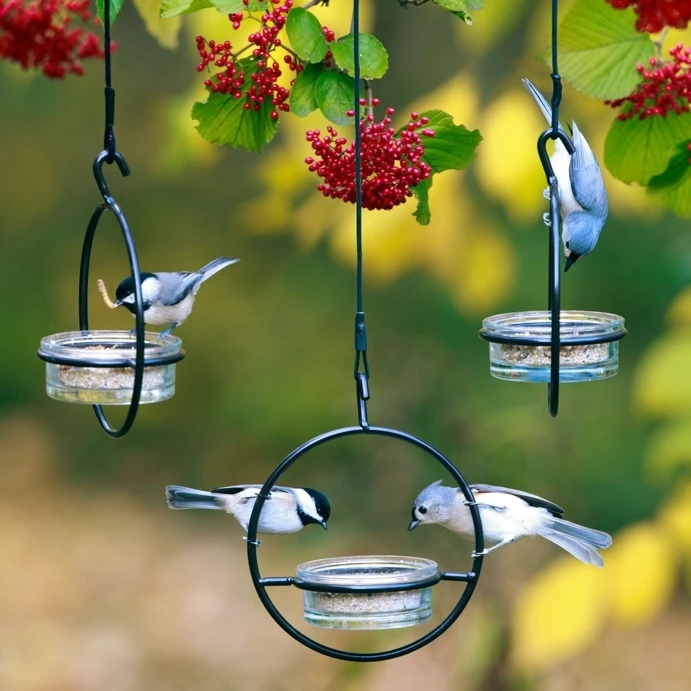 Birds feeding from the glass dish of a Hummble Basic feeder