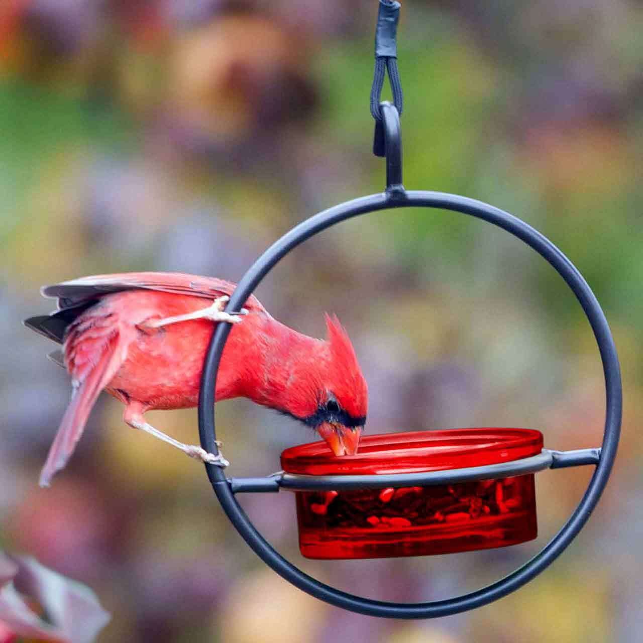 Hummble Basic Feeder Red with Northern Cardinal and Sunflower Seeds