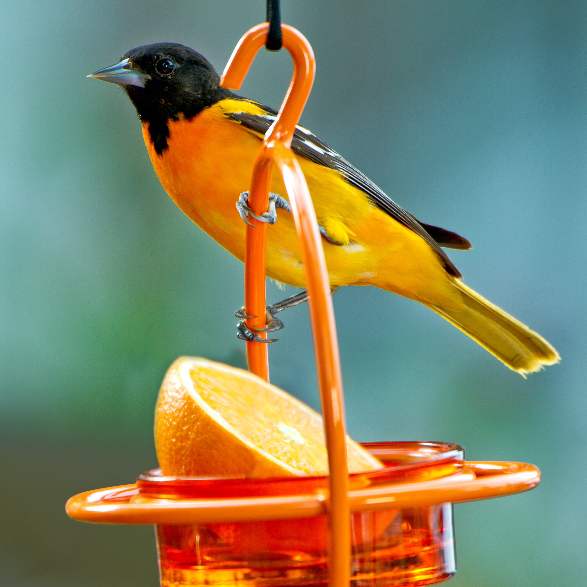 Hummble Bold Bird Feeder Orange with Orange Fruit and Oriole