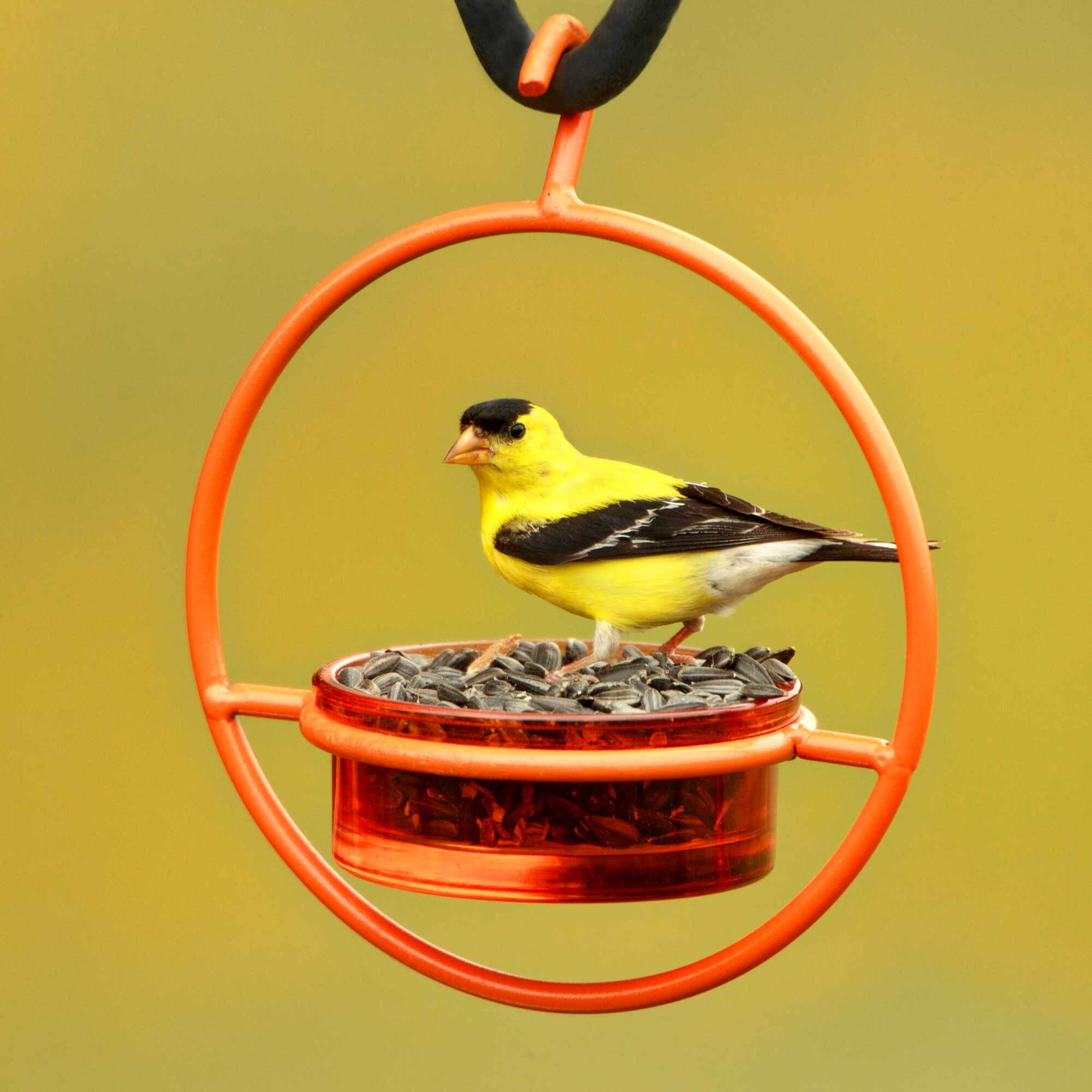 Hummble Bold Bird Feeder Orange with Goldfinch and Sunflower Seeds