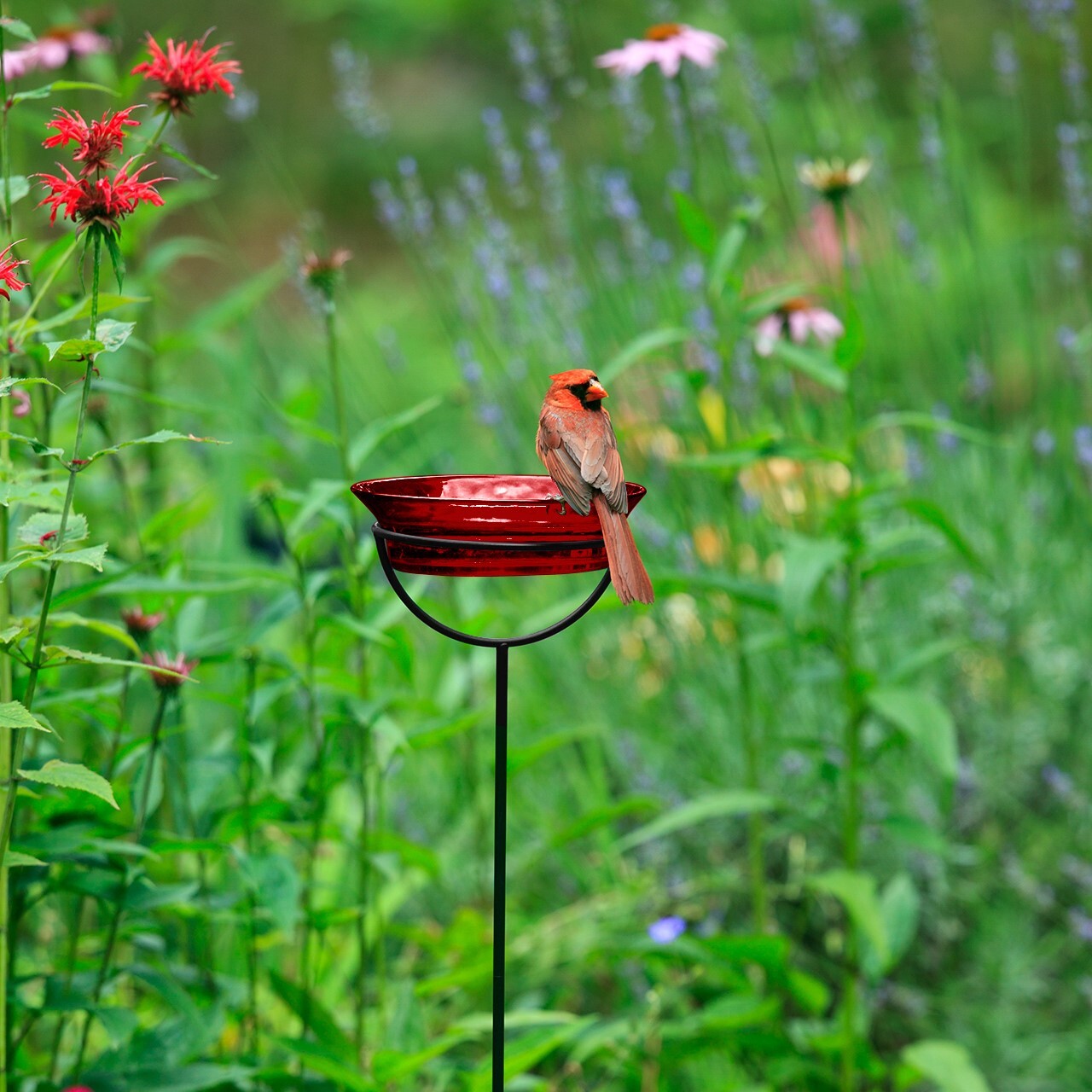 Couronne Co Cuban Stake Bird Feeder Red