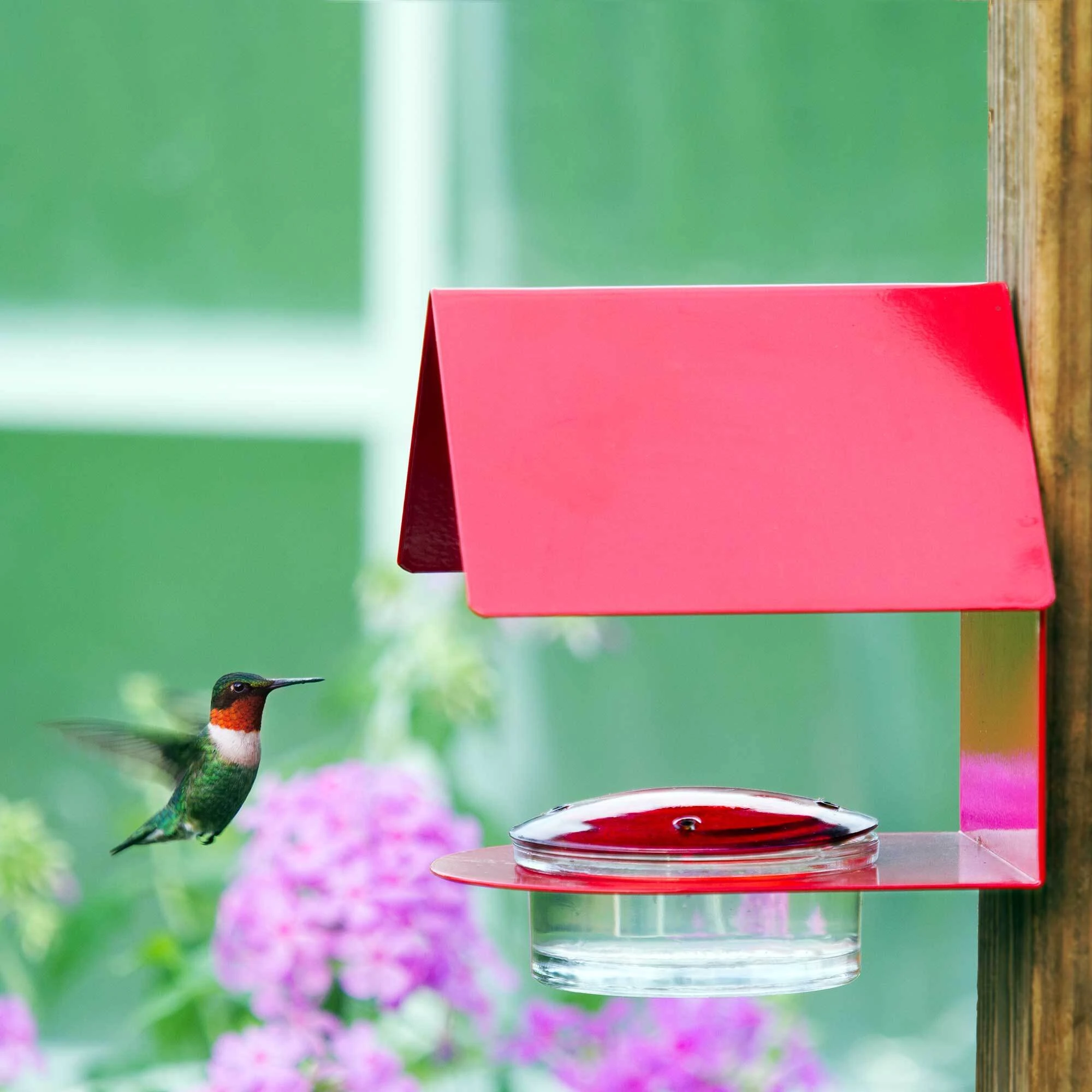 Hummble Cottage Feeder Red with Hummingbird Hovering