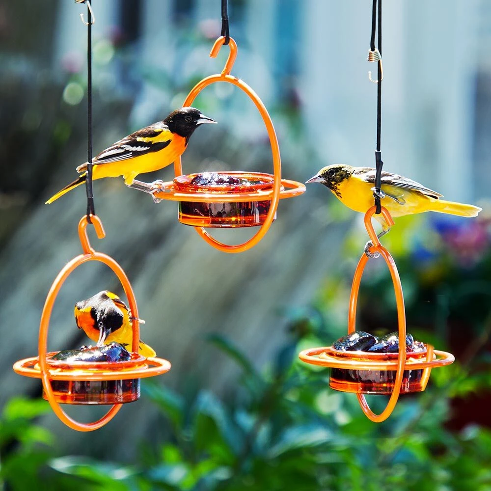 Several birds sharing an orange Hummble Bold feeder
