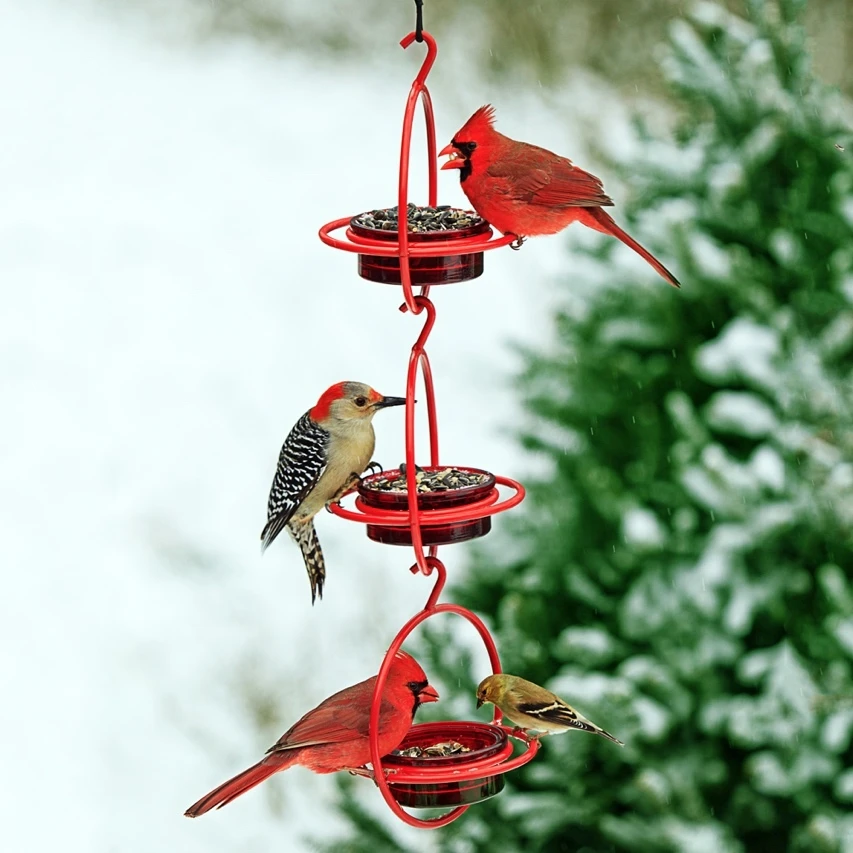 A variety of songbirds visiting a red Hummble Bold feeder