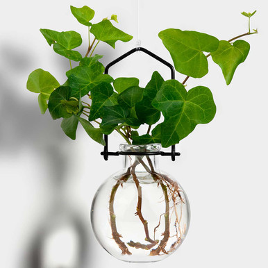 planting money plant seeds Money Plant Seeds for Growing