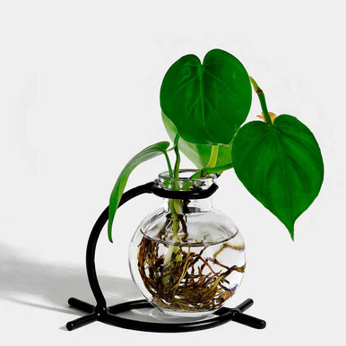センペルビウム Casablanca Casablanca Glass Vase & Metal Stand | Couronne Co Shop