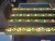 Chauvet COLORado Battern 72 Tour W/ Case #6187 (LOT OF 20)