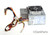 HP Compaq  D300v PS-5141-6CG 251625-001