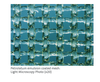 Petrolatum emulsion coated mesh: (Light Microscopy Photo (x20)