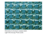 Petrolatum emulsion coated mesh: (Light Microscopy Photo (x20)