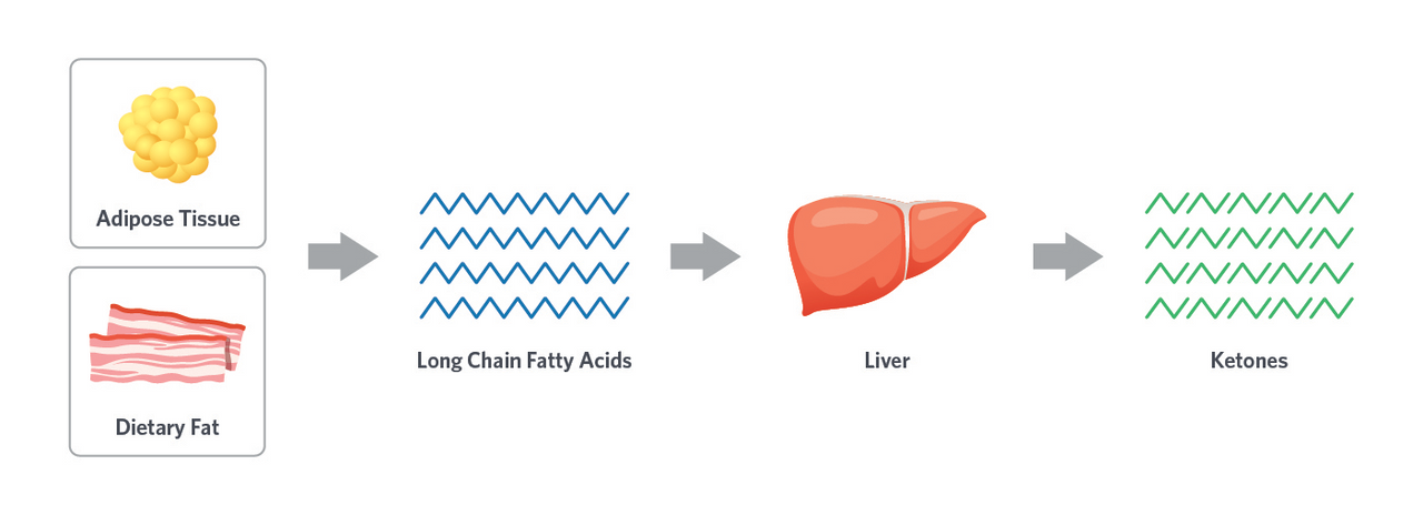 "Illustration of the ketone production process, showing how the body converts fat into ketones for energy when glucose levels are low, typically during ketosis.