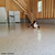 dog on finished floor