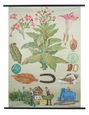 Tobacco Botanical Poster