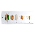 Silkworm Moth Lifecycle in Resin - Thumbnail