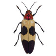 Chrysochroa buqueti rugicollis