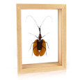 Violin Beetle - Mormolyce phyllodes