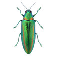 Chrysochroa rajah