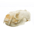 Mink Skull