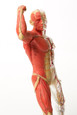 Anatomical Snap-Together Kit, Muscle Man