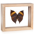 Orange Oakleaf Butterfly - Kallima inachus - Topside