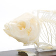 Fish Skeleton