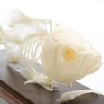 Fish Skeleton
