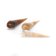 Brown Turritella - Seashell