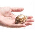 Arabian Cowrie - Seashell