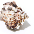 Snipe's Bill Murex - Seashell