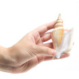 Lister's Conch - Seashell