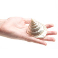 Commercial Top - Female Seashell